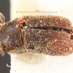 female | Image Author: TH Atkinson | Florida State Collection of Arthropods, Gainesville, Florida | paratype Phthorophloeus nahueliae Schedl | paratype | Parque Nacional Nahuel Huapi | Collection: Naturhistorisches Museum Wien