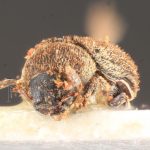 female | Image Author: TH Atkinson | Florida State Collection of Arthropods, Gainesville, Florida | paratype Phthorophloeus nahueliae Schedl | paratype | Parque Nacional Nahuel Huapi | Collection: Naturhistorisches Museum Wien