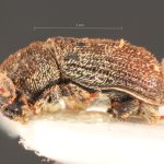 female | Image Author: TH Atkinson | Florida State Collection of Arthropods, Gainesville, Florida | paratype Phthorophloeus nahueliae Schedl | paratype | Parque Nacional Nahuel Huapi | Collection: Naturhistorisches Museum Wien