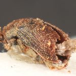female | Image Author: TH Atkinson | Florida State Collection of Arthropods, Gainesville, Florida | paratype Phthorophloeus nahueliae Schedl | paratype | Parque Nacional Nahuel Huapi | Collection: Naturhistorisches Museum Wien
