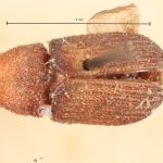 Image Author: TH Atkinson | Florida State Collection of Arthropods, Gainesville, Florida | syntype Xylechinus nigrosetosus Hagedorn | syntype | Neuquén Mtns. | Collection: Naturhistorisches Museum Wien