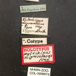 Image Author: TH Atkinson | Florida State Collection of Arthropods, Gainesville, Florida | syntype Xylechinus nigrosetosus Hagedorn | syntype | Neuquén Mtns. | Collection: Naturhistorisches Museum Wien