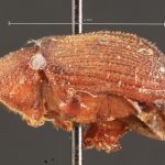 Image Author: TH Atkinson | Florida State Collection of Arthropods, Gainesville, Florida | syntype Xylechinus nigrosetosus Hagedorn | syntype | Neuquén Mtns. | Collection: Naturhistorisches Museum Wien
