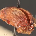 Image Author: TH Atkinson | Florida State Collection of Arthropods, Gainesville, Florida | syntype Xylechinus nigrosetosus Hagedorn | syntype | Neuquén Mtns. | Collection: Naturhistorisches Museum Wien