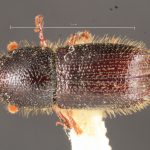 male | Image Author: TH Atkinson | Florida State Collection of Arthropods, Gainesville, Florida | allotype Dendrocranulus barbatus Schedl | allotype | Vicente López | Collection: Naturhistorisches Museum Wien