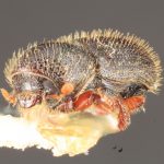 male | Image Author: TH Atkinson | Florida State Collection of Arthropods, Gainesville, Florida | allotype Dendrocranulus barbatus Schedl | allotype | Vicente López | Collection: Naturhistorisches Museum Wien