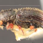 male | Image Author: TH Atkinson | Florida State Collection of Arthropods, Gainesville, Florida | allotype Dendrocranulus barbatus Schedl | allotype | Vicente López | Collection: Naturhistorisches Museum Wien