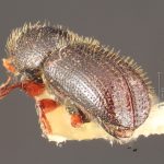 male | Image Author: TH Atkinson | Florida State Collection of Arthropods, Gainesville, Florida | allotype Dendrocranulus barbatus Schedl | allotype | Vicente López | Collection: Naturhistorisches Museum Wien