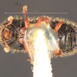 male | Image Author: TH Atkinson | Florida State Collection of Arthropods, Gainesville, Florida | allotype Dendrocranulus barbatus Schedl | allotype | Vicente López | Collection: Naturhistorisches Museum Wien
