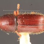 female | Image Author: TH Atkinson | Florida State Collection of Arthropods, Gainesville, Florida | lectotype Dendrocranulus barbatus Schedl | lectotype | Vicente López | Collection: Naturhistorisches Museum Wien