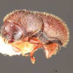 female | Image Author: TH Atkinson | Florida State Collection of Arthropods, Gainesville, Florida | lectotype Dendrocranulus barbatus Schedl | lectotype | Vicente López | Collection: Naturhistorisches Museum Wien