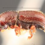 female | Image Author: TH Atkinson | Florida State Collection of Arthropods, Gainesville, Florida | lectotype Dendrocranulus barbatus Schedl | lectotype | Vicente López | Collection: Naturhistorisches Museum Wien