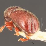 female | Image Author: TH Atkinson | Florida State Collection of Arthropods, Gainesville, Florida | lectotype Dendrocranulus barbatus Schedl | lectotype | Vicente López | Collection: Naturhistorisches Museum Wien