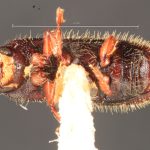 female | Image Author: TH Atkinson | Florida State Collection of Arthropods, Gainesville, Florida | lectotype Dendrocranulus barbatus Schedl | lectotype | Vicente López | Collection: Naturhistorisches Museum Wien