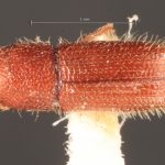Image Author: TH Atkinson | Florida State Collection of Arthropods, Gainesville, Florida | holotype Dendrocranulus tardus Schedl | holotype | La Caja | Collection: Naturhistorisches Museum Wien