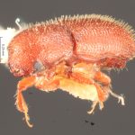 Image Author: TH Atkinson | Florida State Collection of Arthropods, Gainesville, Florida | holotype Dendrocranulus tardus Schedl | holotype | La Caja | Collection: Naturhistorisches Museum Wien