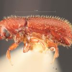 Image Author: TH Atkinson | Florida State Collection of Arthropods, Gainesville, Florida | holotype Dendrocranulus tardus Schedl | holotype | La Caja | Collection: Naturhistorisches Museum Wien