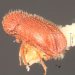 Image Author: TH Atkinson | Florida State Collection of Arthropods, Gainesville, Florida | holotype Dendrocranulus tardus Schedl | holotype | La Caja | Collection: Naturhistorisches Museum Wien