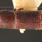 male | Image Author: TH Atkinson | Florida State Collection of Arthropods, Gainesville, Florida | lectotype Hylocurus dubius Schedl | lectotype | Rondon | Collection: Naturhistorisches Museum Wien
