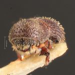 male | Image Author: TH Atkinson | Florida State Collection of Arthropods, Gainesville, Florida | lectotype Hylocurus dubius Schedl | lectotype | Rondon | Collection: Naturhistorisches Museum Wien