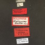 male | Image Author: TH Atkinson | Florida State Collection of Arthropods, Gainesville, Florida | lectotype Hylocurus dubius Schedl | lectotype | Rondon | Collection: Naturhistorisches Museum Wien