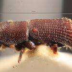 male | Image Author: TH Atkinson | Florida State Collection of Arthropods, Gainesville, Florida | lectotype Hylocurus dubius Schedl | lectotype | Rondon | Collection: Naturhistorisches Museum Wien