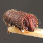 male | Image Author: TH Atkinson | Florida State Collection of Arthropods, Gainesville, Florida | lectotype Hylocurus dubius Schedl | lectotype | Rondon | Collection: Naturhistorisches Museum Wien