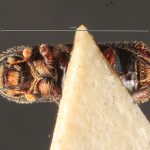 male | Image Author: TH Atkinson | Florida State Collection of Arthropods, Gainesville, Florida | lectotype Hylocurus dubius Schedl | lectotype | Rondon | Collection: Naturhistorisches Museum Wien