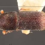 female | Image Author: TH Atkinson | Florida State Collection of Arthropods, Gainesville, Florida | allotype Hylocurus dubius Schedl | allotype | Rondon | Collection: Naturhistorisches Museum Wien
