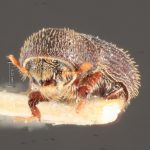female | Image Author: TH Atkinson | Florida State Collection of Arthropods, Gainesville, Florida | allotype Hylocurus dubius Schedl | allotype | Rondon | Collection: Naturhistorisches Museum Wien