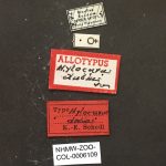 female | Image Author: TH Atkinson | Florida State Collection of Arthropods, Gainesville, Florida | allotype Hylocurus dubius Schedl | allotype | Rondon | Collection: Naturhistorisches Museum Wien