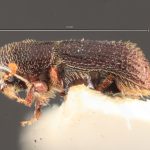 female | Image Author: TH Atkinson | Florida State Collection of Arthropods, Gainesville, Florida | allotype Hylocurus dubius Schedl | allotype | Rondon | Collection: Naturhistorisches Museum Wien
