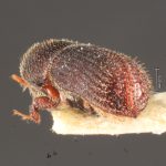 female | Image Author: TH Atkinson | Florida State Collection of Arthropods, Gainesville, Florida | allotype Hylocurus dubius Schedl | allotype | Rondon | Collection: Naturhistorisches Museum Wien