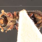 female | Image Author: TH Atkinson | Florida State Collection of Arthropods, Gainesville, Florida | allotype Hylocurus dubius Schedl | allotype | Rondon | Collection: Naturhistorisches Museum Wien