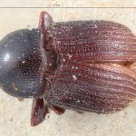 male | Image Author: TH Atkinson | Florida State Collection of Arthropods, Gainesville, Florida | holotype Pagiocerus punctatus  | holotype | Corumba | Collection: Naturhistorisches Museum Wien