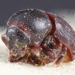 male | Image Author: TH Atkinson | Florida State Collection of Arthropods, Gainesville, Florida | holotype Pagiocerus punctatus  | holotype | Corumba | Collection: Naturhistorisches Museum Wien
