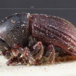 male | Image Author: TH Atkinson | Florida State Collection of Arthropods, Gainesville, Florida | holotype Pagiocerus punctatus  | holotype | Corumba | Collection: Naturhistorisches Museum Wien