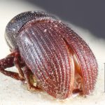 male | Image Author: TH Atkinson | Florida State Collection of Arthropods, Gainesville, Florida | holotype Pagiocerus punctatus  | holotype | Corumba | Collection: Naturhistorisches Museum Wien