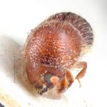 female | Image Author: TH Atkinson | Florida State Collection of Arthropods, Gainesville, Florida | holotype Xyleborus abberrans  | holotype | Millawitiya Estate | Collection: Naturhistorisches Museum Wien