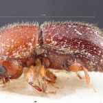 female | Image Author: TH Atkinson | Florida State Collection of Arthropods, Gainesville, Florida | holotype Xyleborus abberrans  | holotype | Millawitiya Estate | Collection: Naturhistorisches Museum Wien