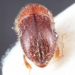 female | Image Author: TH Atkinson | Florida State Collection of Arthropods, Gainesville, Florida | holotype Xyleborus abberrans  | holotype | Millawitiya Estate | Collection: Naturhistorisches Museum Wien