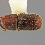 female | Image Author: SM Smith | Michigan State University | holotype Styphlosoma subulatum Wood | holotype | Barrancas, 9 km S | Collection: Entomology