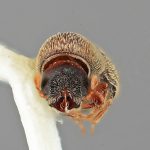 female | Image Author: SM Smith | Michigan State University | holotype Styphlosoma subulatum Wood | holotype | Barrancas, 9 km S | Collection: Entomology