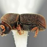 female | Image Author: SM Smith | Michigan State University | holotype Styphlosoma subulatum Wood | holotype | Barrancas, 9 km S | Collection: Entomology