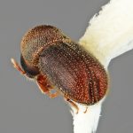 female | Image Author: SM Smith | Michigan State University | holotype Styphlosoma subulatum Wood | holotype | Barrancas, 9 km S | Collection: Entomology