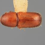 female | Image Author: SM Smith | Michigan State University | holotype Dendroterus sodalis Wood | holotype | Volcán del Agua | Collection: Entomology