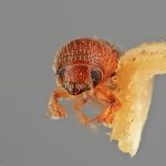 female | Image Author: SM Smith | Michigan State University | holotype Dendroterus sodalis Wood | holotype | Volcán del Agua | Collection: Entomology