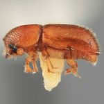 female | Image Author: SM Smith | Michigan State University | holotype Dendroterus sodalis Wood | holotype | Volcán del Agua | Collection: Entomology