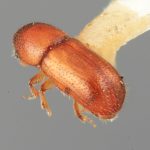 female | Image Author: SM Smith | Michigan State University | holotype Dendroterus sodalis Wood | holotype | Volcán del Agua | Collection: Entomology