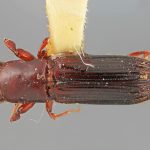 male | Image Author: SM Smith | Michigan State University | holotype Platypus longior Wood | holotype | Cartago, 15 km SE | Collection: Entomology